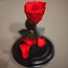 Красная роза в колбе 22 см