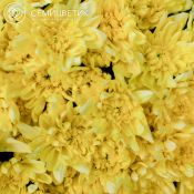 Букет из 15 желтых кустовых хризантем