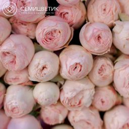 Букет из 11 нежно-розовых кустовых пионовидных роз 50 см Mansfield Park