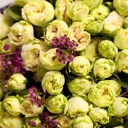 25 кустовых пионовидных роз Blanchette (бело-фисташковые) 40 см с зеленью