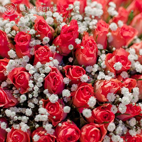 Букет из 101 розовой кенийской розы Standart и гипсофилы