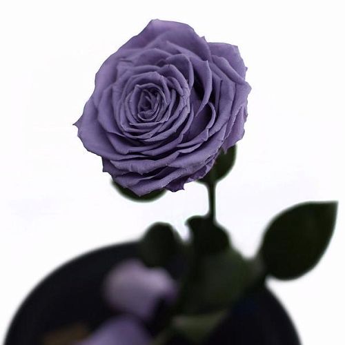 Сиреневая роза в колбе 31 см