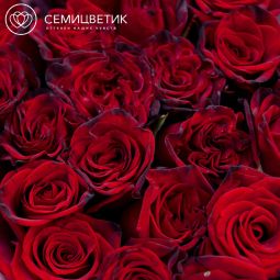 Букет из 25 красных с темной каймой роз (Россия) 60 см