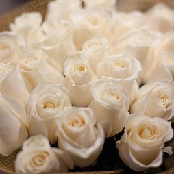 Букет из 25 белых роз (Эквадор) 70 см Alba