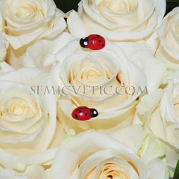 Композиция сердце из 25 белых роз (Эквадор) Vendela