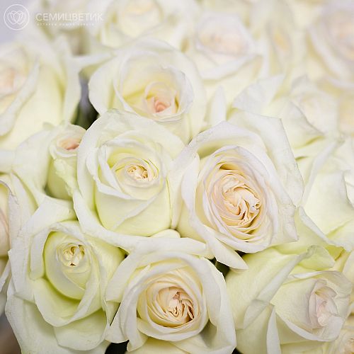 Букет из 101 белой одноголовой пионовидной розы 40 см White O'Hara