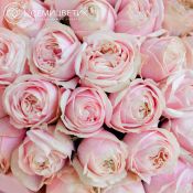 Букет из 25 нежно-розовых пионовидных роз 40 см Swan Grace