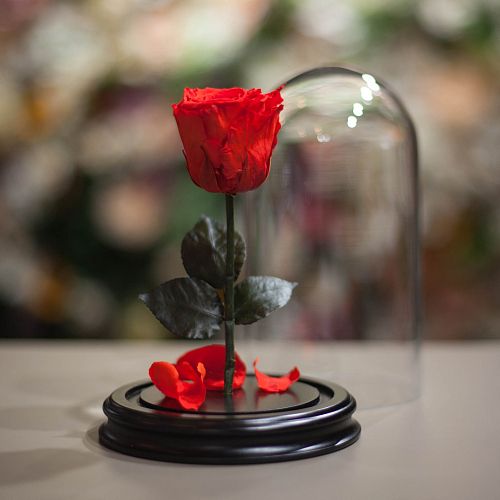 Красная роза в колбе 22 см