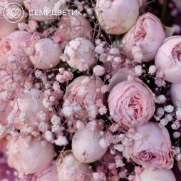 Букет из 9 нежно-розовых кустовых пионовидных роз Mansfield Park с розовой гипсофилой