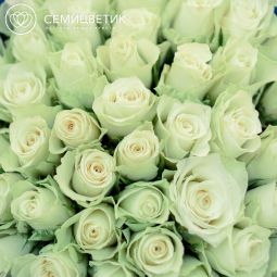 Букет из 51 белой розы (Кения) 40 см Standart