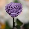 Сиреневая роза в колбе 31 см